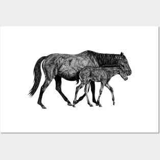 Horse and foal black and white animal ink illustration Posters and Art